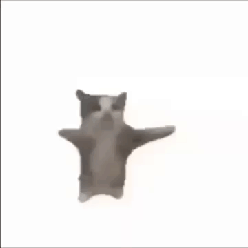 the hapi cat gif should be displayed here lel